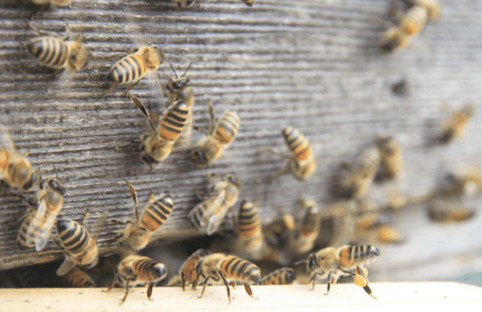 Bidfood launches pioneering campaign to back British bees