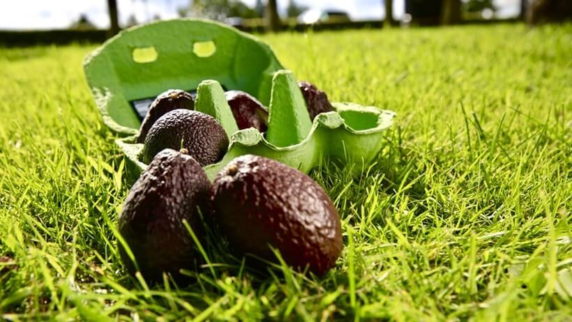 Tesco tackles food waste with mini avocado trial