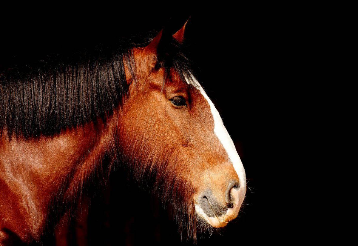 Two men jailed over horsemeat fraud