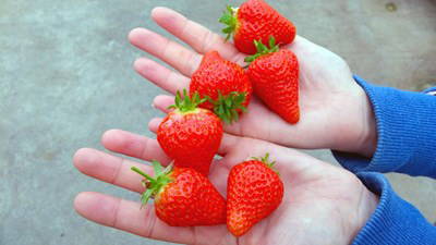 Welsh grower for Tesco delivers earliest ever British strawberries