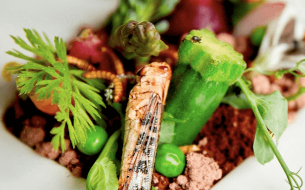 Pop-up insect restaurant to launch at Celtic Manor Resort in June